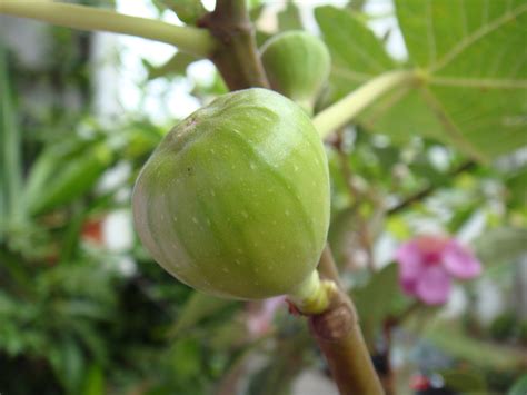 開花無花果花